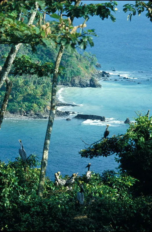 Vista de La Ventana desde la isla Gorgonilla, único sitio de anidación de aves marinas en el parque. Pelícanos comunes.