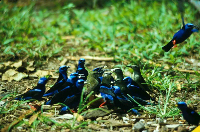 Hembra de mielero azul les da coco a los machos. Carlos Castaño