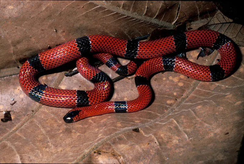 Serpiente coral.  Sandra Bessudo