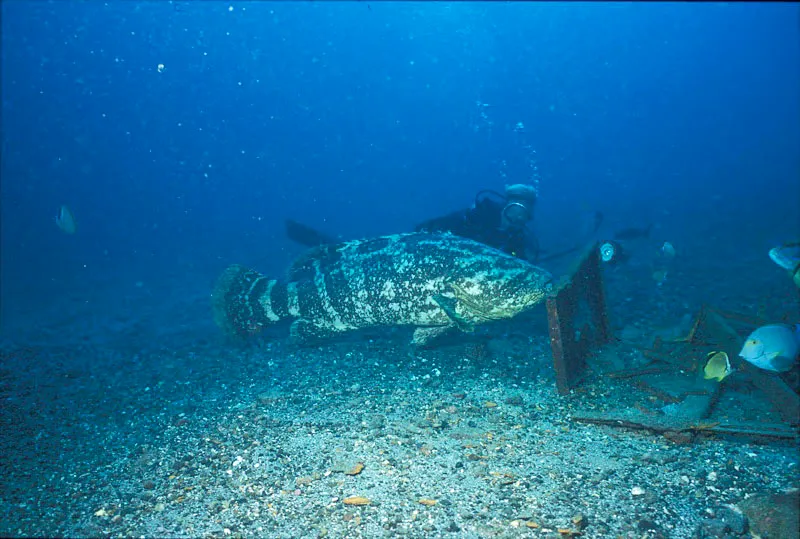 Mero guasa, especie en peligro de extincin. Unidad Administrativa Especial del Sistema de Parques Nacionales