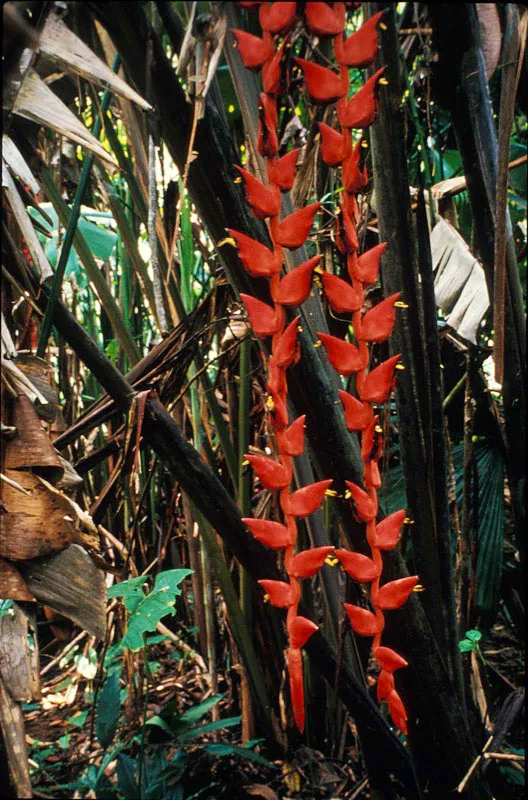 Heliconia. Jos Fernando Machado