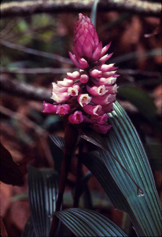 Orquídea. D.L. Golobitsh