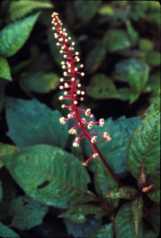 Frutos de guaba.  D.L. Golobitsh