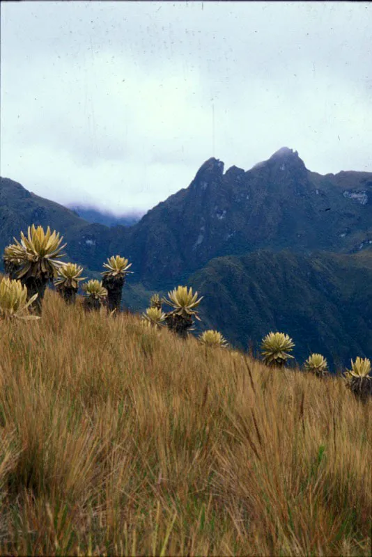 Frailejones en las partes ms altas de la cordillera Central. 
 Diego Miguel Garcs