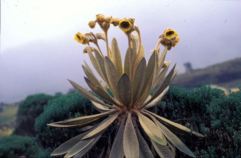 Frailejón. Andrés Hurtado