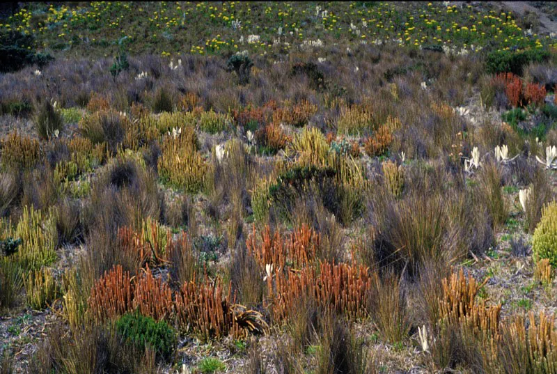 Paisaje de páramo. Carlos Castaño