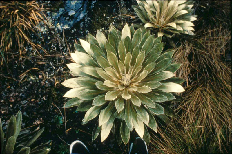 Frailejón. Aldo Brando