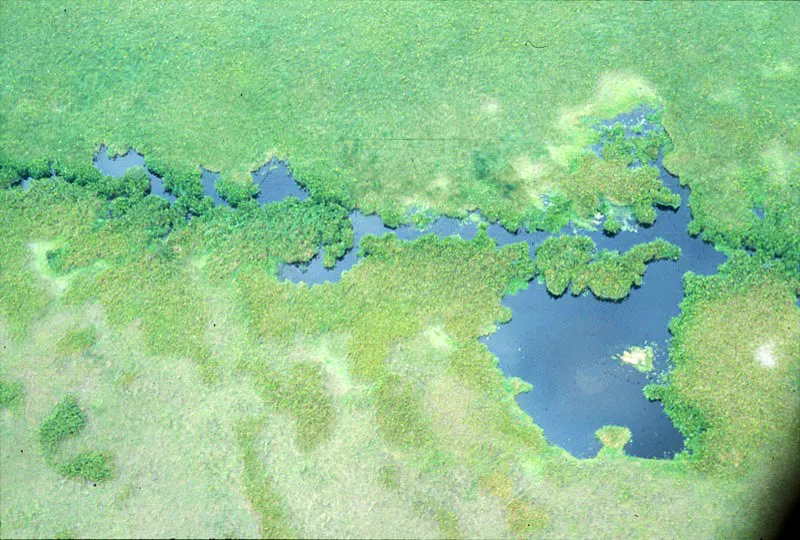 Zona pantanosa del parque. Carlos Castaño
