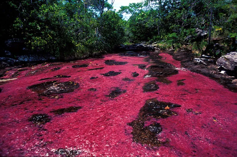 Caño Cristales. Andrés Hurtado
