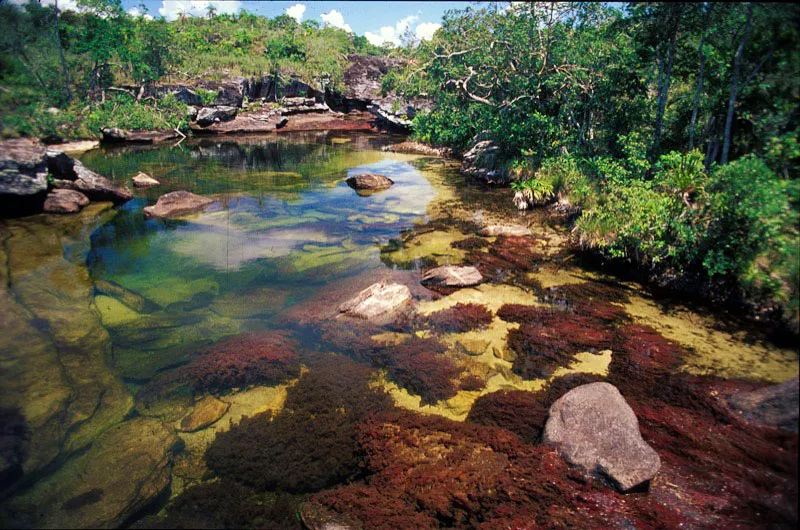 Caño Cristales. Wilfredo Garzón