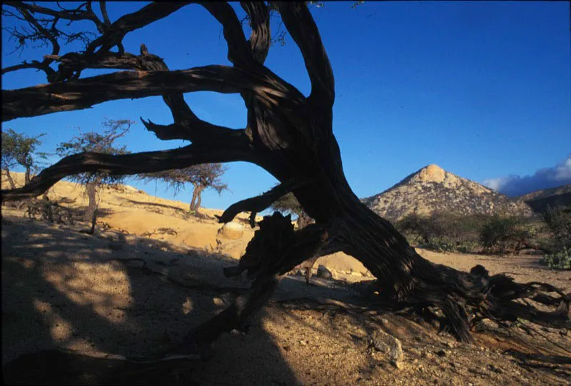 En Macuira existe un asombroso contraste de ecosistemas dentro de una distancia reducida. Cinco kilmetros al norte de una zona semidesrtica crece un bosque nublado enano hmedo con una sorprendente exuberancia vegetal que choca fuertemente con la aridez encontrada en ecosistemas inferiores. Santiago Harker