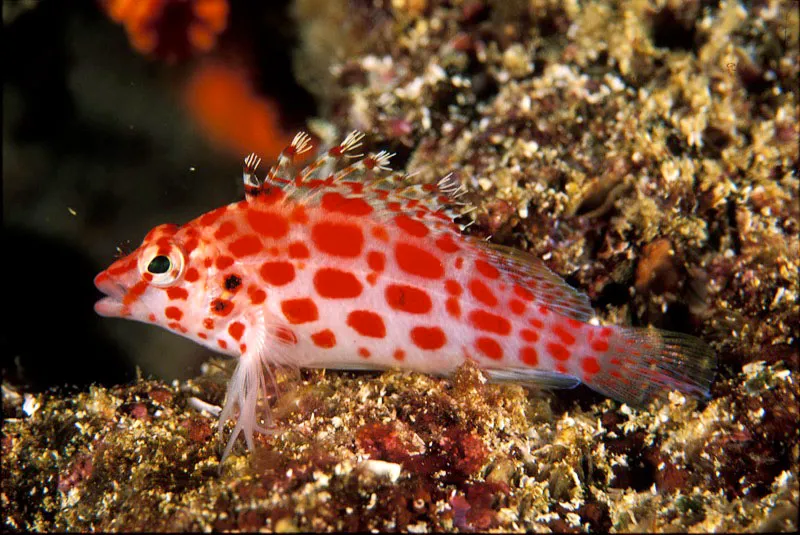 Pez halcón de coral. Yves Lefèvre