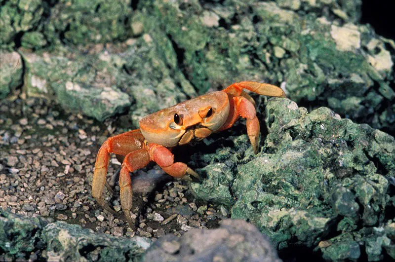 Cangrejo terrestre endémico de Malpelo. Sandra Bessudo