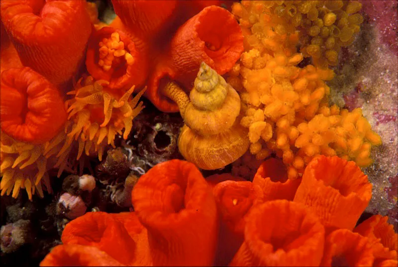 Molusco comiendo coral tubastrea y huevos. Yves Lefèvre
