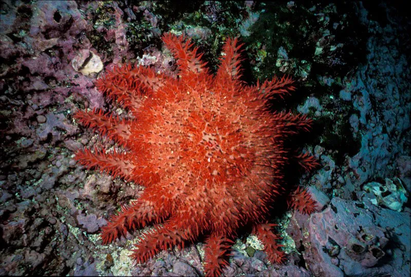 Estrella de mar. Sandra Bessudo