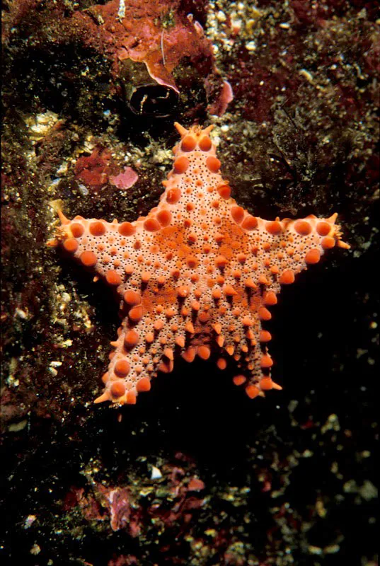 Estrella de mar. Yves Lefèvre