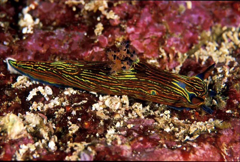 Nudibranquio.  Yves Lefvre