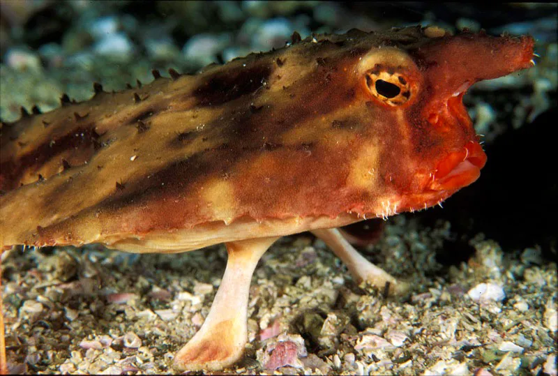 Pez murciélago de labios rojos. Yves Lefèvre