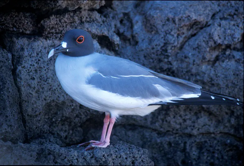 Gaviota nocturna.  Sandra Bessudo