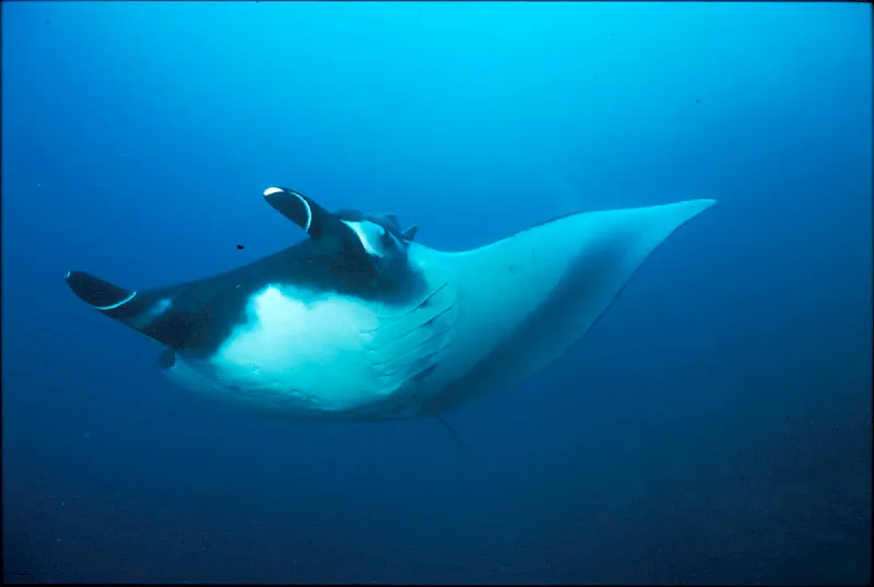 Mantarraya. Yves Lefvre