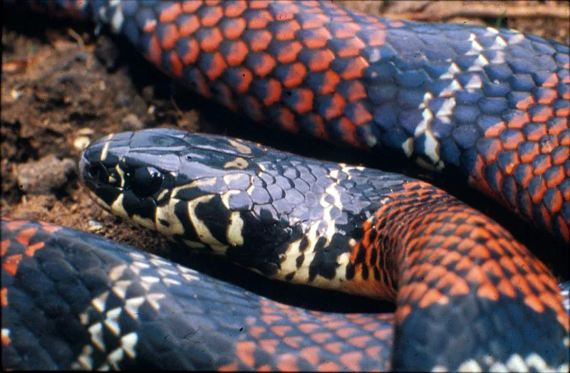 Serpiente. Diego Miguel Garcés