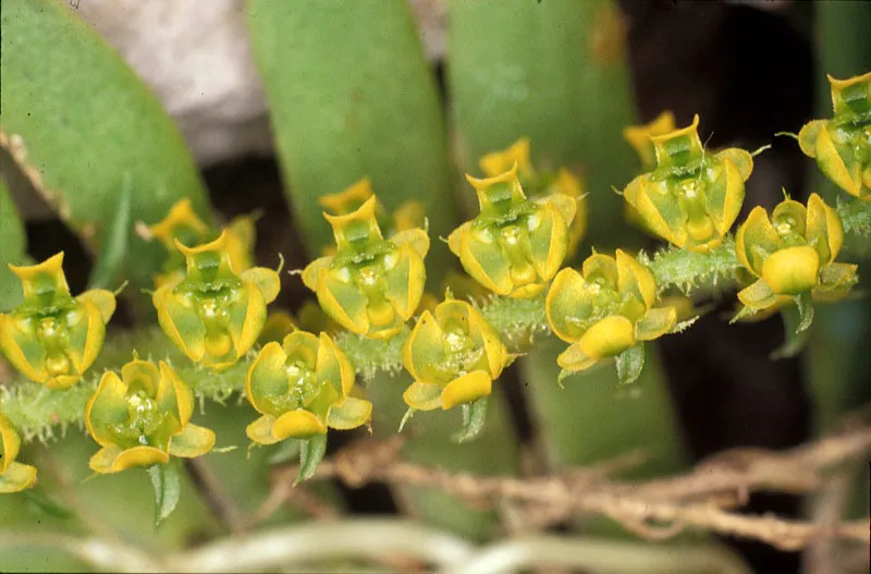 Orquídea.
Diego Miguel Garcés
