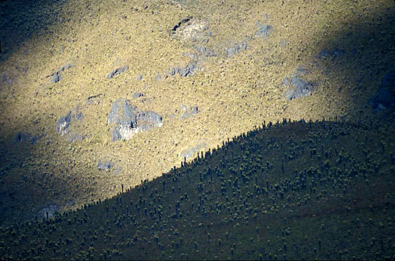 Suelos enteramente cubiertos de frailejones en inmediaciones de la laguna del Otn.  Cristbal von Rothkirch