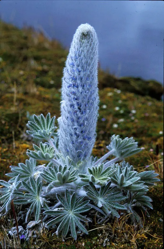 Lupinus.  Andrs Hurtado