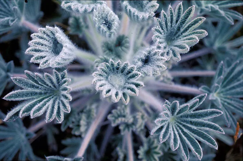 Hojas de lupinus. Andrés Hurtado