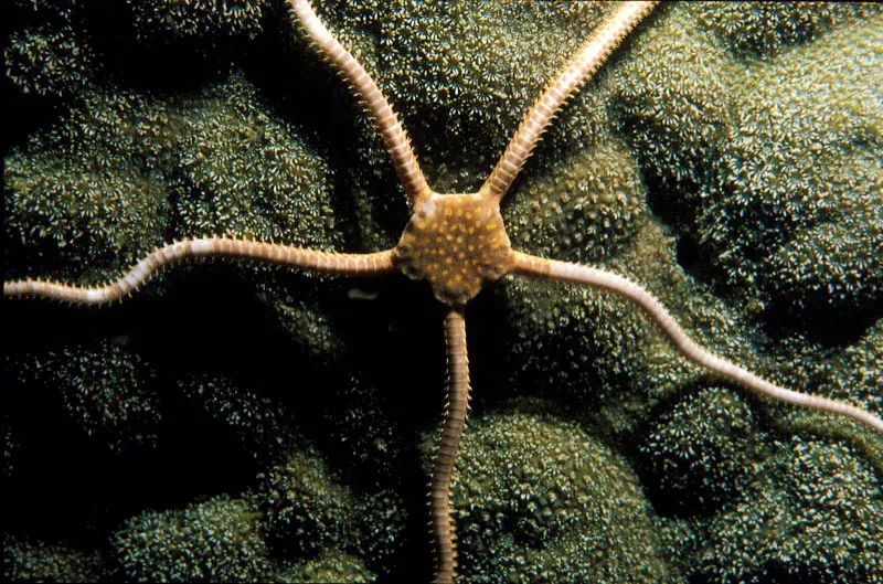 Estrella de mar. Diego Fernando Torres