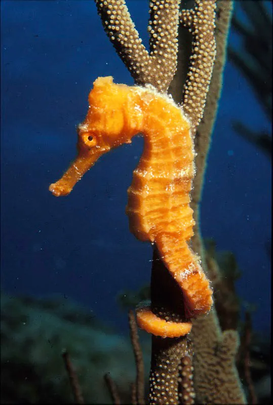 Caballito de mar.  Diego Fernando Torres