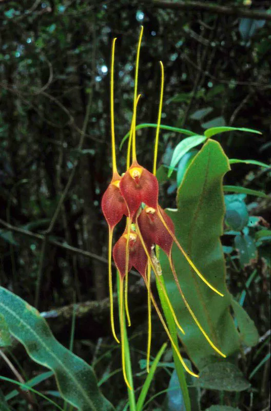 Orquídea. Diego Fernando Torres