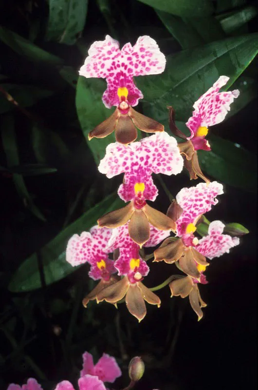 Orquídea. Diego Fernando Torres