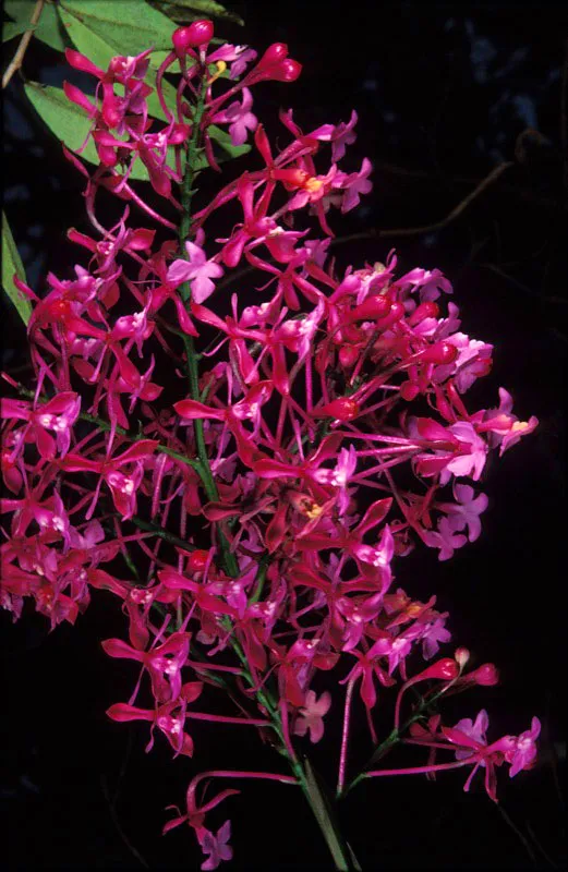 Orquídea. Diego Fernando Torres