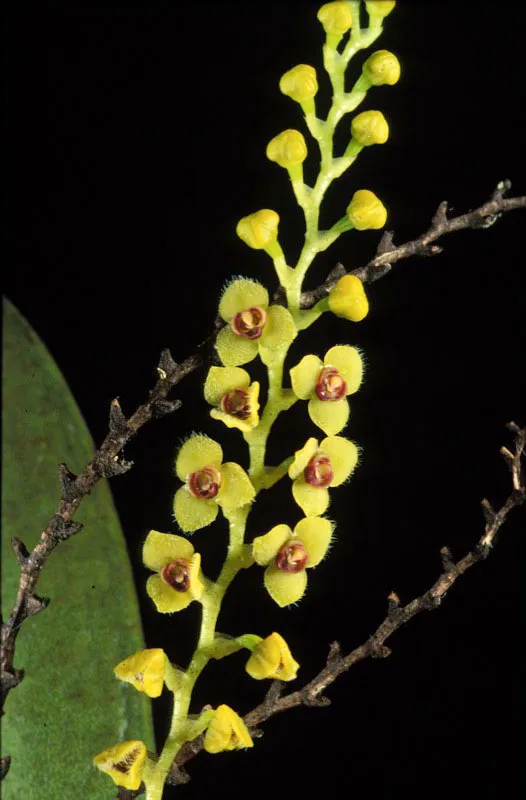 Orqudea.  Diego Fernando Torres