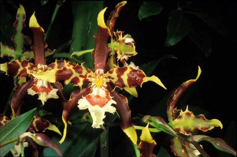 Orquídea. Diego Fernando Torres