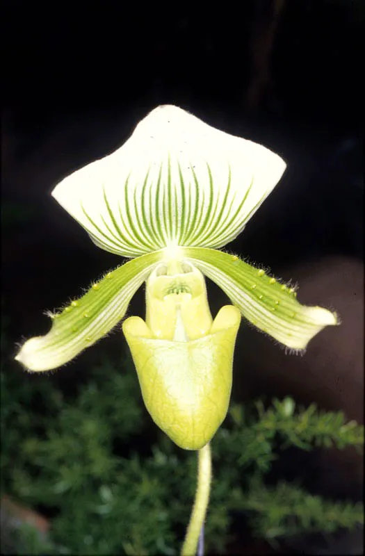 Orquídea. José Fernando Machado