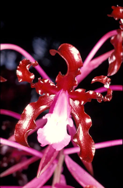 Orquídea. José Fernando Machado