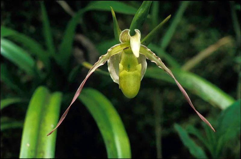 Orqudea.  Jos Fernando Machado