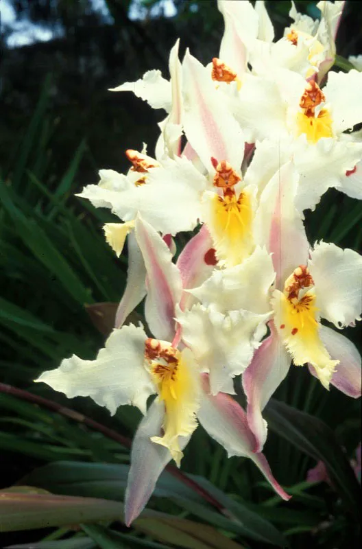 Orqudea.  Diego Fernando Torres