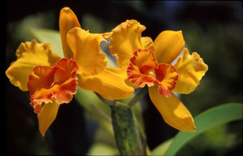 Orquídea. José Fernando Machado