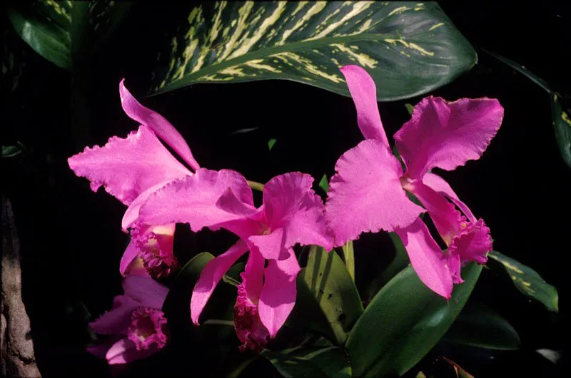 Orquídea. José Fernando Machado
