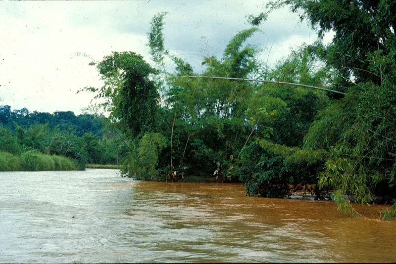 Ro rodeado de plantas de bamb.  Carlos Castao