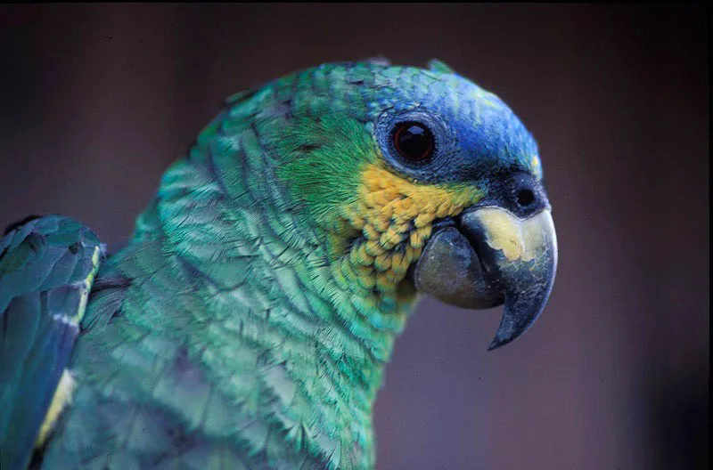 Loro. Andrés Hurtado
