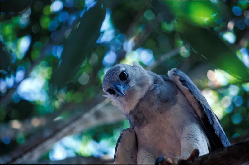 Águila arpía. Andrés Hurtado