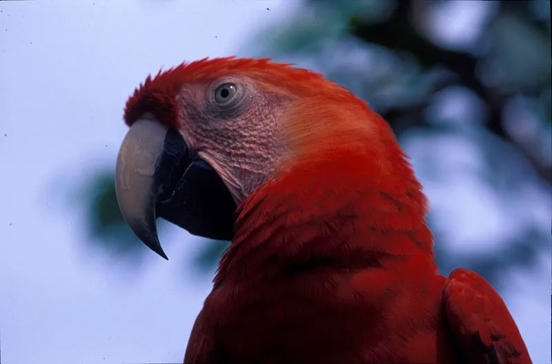 Guacamaya bandera. Andrés Hurtado
