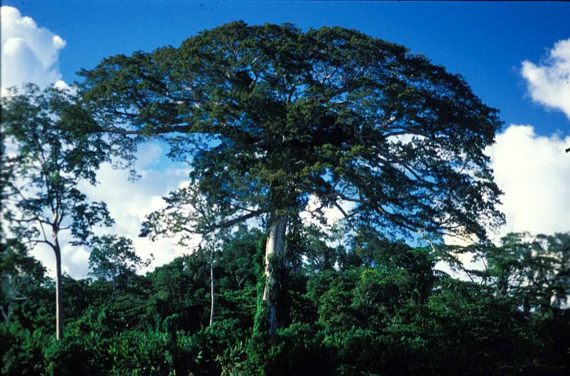 Algunos de los bosques del parque pueden alcanzar un dosel de entre 35 y 40 m. Andrs Hurtado