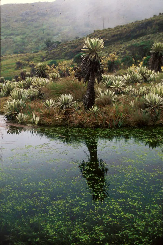 Frailejón. Andrés Hurtado