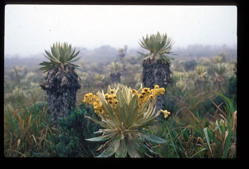 Frailejón. Andrés Hurtado