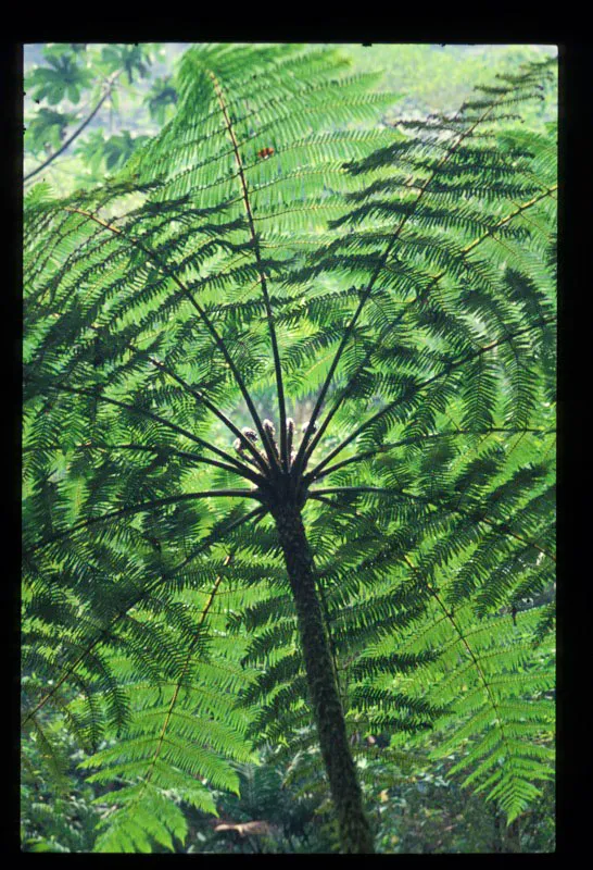 Helecho arborio.
Andrés Hurtado